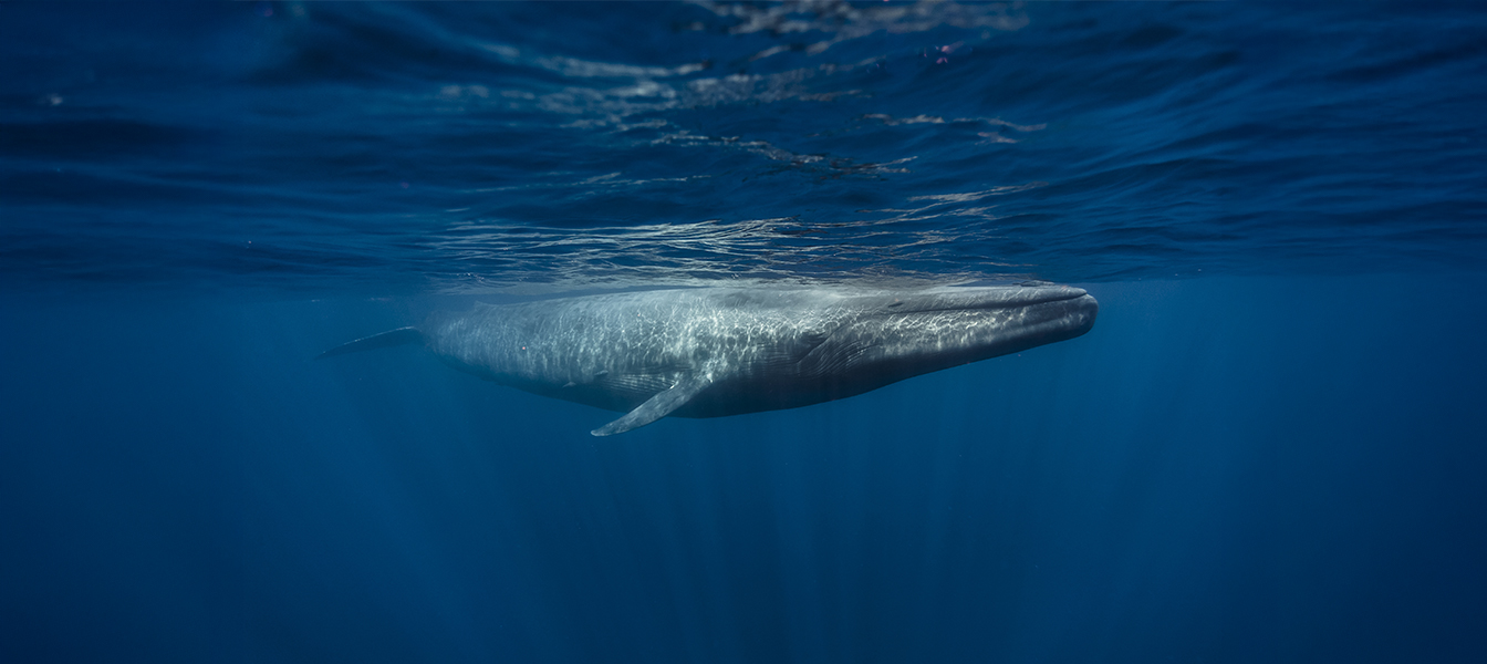 Sea of Cortez Whale Watching